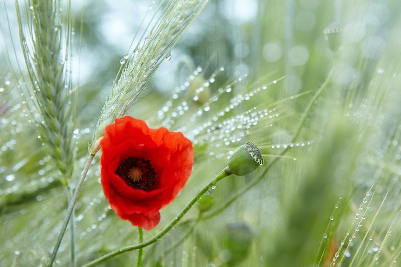 Red poppy with dew drops after the rain in a green barley field. Closeup of rain drops on poppy flower