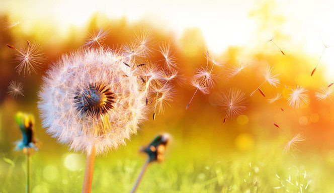 Paardebloem in het veld met zaadpluis - Praktijk voor Psychologie en Seksuologie Ewijk